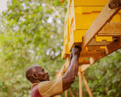 FUNAAB Partnership: Environmental Impact & Smart Beekeeping Tech