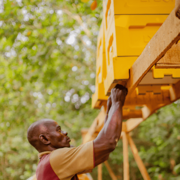 FUNAAB Partnership: Environmental Impact & Smart Beekeeping Tech